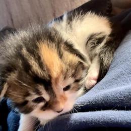 Maine Coon Kittens Available in Reno, nv