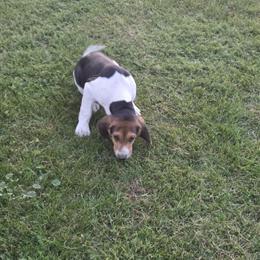 Treeing Walker Pups for Adoption in Midland, mi