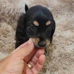 Long Haired Miniature Dachshund Puppies Available in Findlay, oh