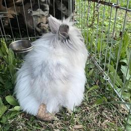 Blue White Lionhead Rabbit for Adoption in Fredericksburg, va