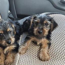 Yorkshire Terrier Puppies Ready for New Homes in Lexington, nc