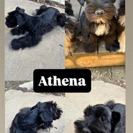 Miniature Schnauzers for Sale - 16 Weeks Old in Lewisville, tx