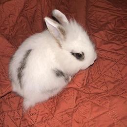 Lionhead Bunny for Adoption in Flint, mi