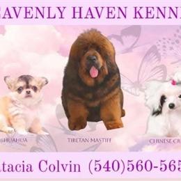 Chihuahua Puppies Available Now in Harrisonburg, va