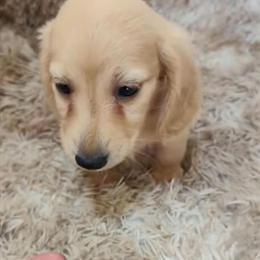Long Haired Miniature Dachshund Puppies Available in Findlay, oh
