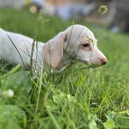 Dachshund Puppies Ready for Forever Homes - $950 in Waterford, mi