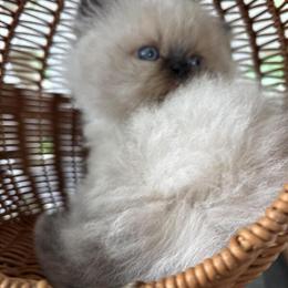 Persian Kitten Ready for New Home in Lenoir, nc