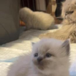 Persian Munchkin Kittens Available for Reservation in Lenoir, nc