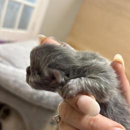 Persian Munchkin Kittens Available in Lenoir, nc