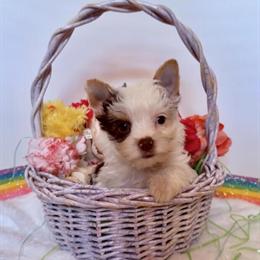 10 Week Old Female Chocolate Parti Yorkshire Terrier Puppy in Richmond, va