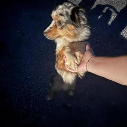 Mini Australian Shepherd Looking for a Loving Home in New Philadelphia, oh