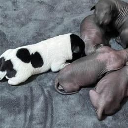 Xoloitzcuintli Female Pup Available in San Diego, ca