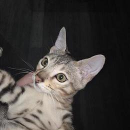 Silver Male Bengal Kitten Ready for a Forever Home in Ortonville, mi