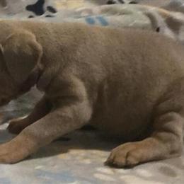 Doberman Pinscher puppy for sale in Sylva, nc