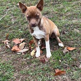 Pomsky Puppy Looking for a Forever Home in Coshocton, oh