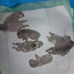 French Bulldog Puppies - Newshade Isabella Available for Reservation in Plant City, fl