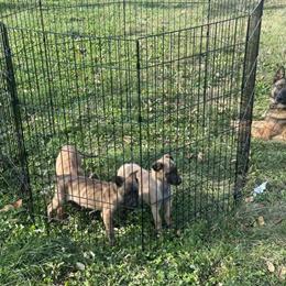 Belgian Malinois Female Puppy with Guard Dog Traits in Taylor, mi
