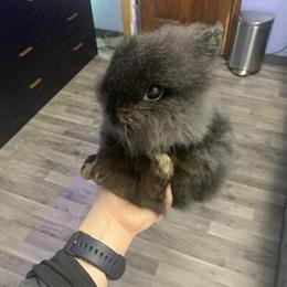 Rabbit needs new home ASAP in Columbus, oh