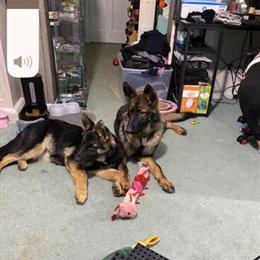 1 Year Old Purebred German Shepherd Looking for a New Home in Columbus, oh