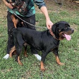 Rottweiler Puppies Ready for New Homes in Nashville, tn