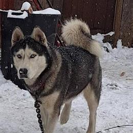 Siberian Husky Free to Good Home in Franklin, tn