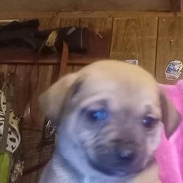 Chihuahua Puppies - 6 Weeks Old, 3 Males and 1 Female in Vale, nc