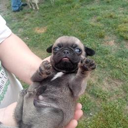 Male Pug Puppy Available in Vale, nc
