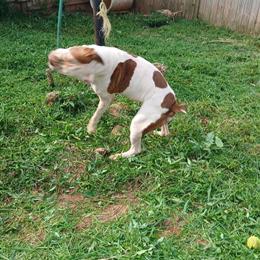 English Bulldog for Adoption in Vale, nc