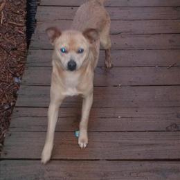 Chihuahua Mix - Sweet and Loving 2-Year-Old Male in Vale, nc