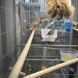 Zebra Finches for Exhibition in Sunnyvale, ca