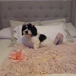 Cavachon Female Puppy Ready Now with Health Certificate in Watertown, ny