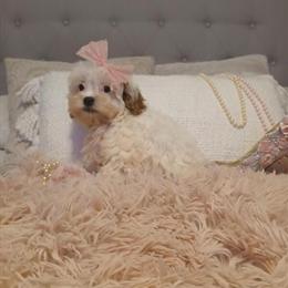 Cavapoo puppies available for $550 in Watertown, ny