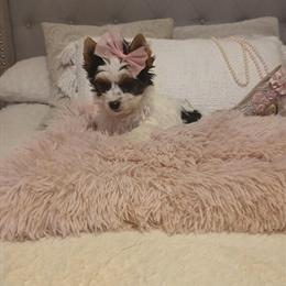 Yorkshire Terrier Female Puppy - 10 Weeks Old in Watertown, ny