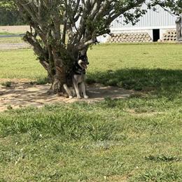 Male Siberian Husky Looking for a New Home in Washington, dc