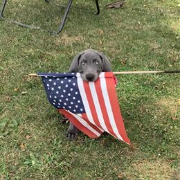 Weimaraner Puppies Coming Soon in January in Lititz, pa