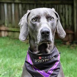 Weimaraner Puppies Available for Deposit in Lititz, pa