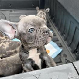 French Bulldog Puppies Available - AKC Registered in Zanesville, oh