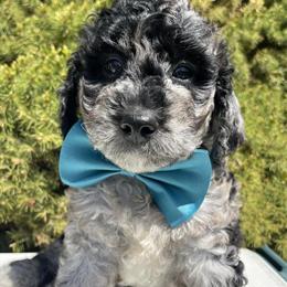 Miniature Goldendoodle Male for Adoption in Findlay, oh