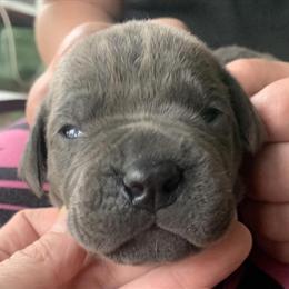 Registered Cane Corso Puppies Available in Mattoon, il