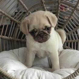 AKC Fawn Pug Puppy for Adoption in Danbury, ct