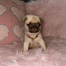 Female Pug Puppy Available for Adoption in Danbury, ct