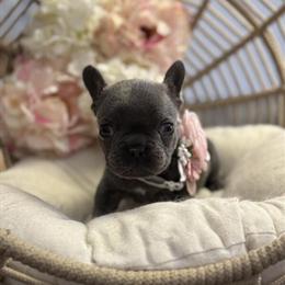 French Bulldog Puppies Ready for New Families in Danbury, ct