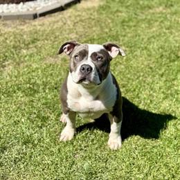 American Bully - 9 Month Old Female Panda in Hudsonville, mi