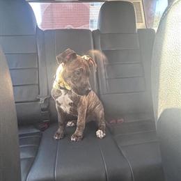 Doodle Puppy Needs a Loving Home in Detroit, mi