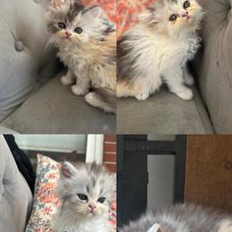 Persian Kittens Available for Adoption in Philadelphia, pa