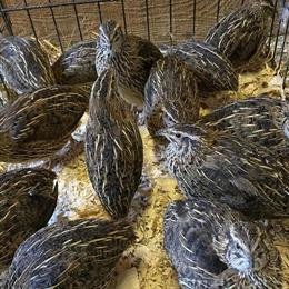 Coturnix Quail Hens for Sale - Jumbo Brown and Chicks Available in Belfast, ny