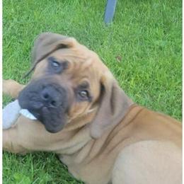 Boerboel Puppies for Protection and Family Loyalty in Cleveland, oh