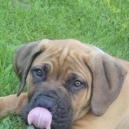 South African Boerboel Puppies for Sale - Champion Bloodline in Cleveland, oh