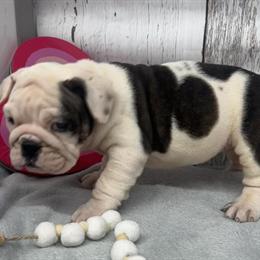English Bulldogs for Adoption - $1200 in Ligonier, Indiana in Fort Wayne, in