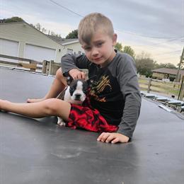 AKC Boston Terriers for Adoption in Malvern, oh